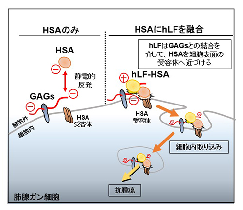 HSAへのhLF融合による細胞内取り込み促進メカニズム