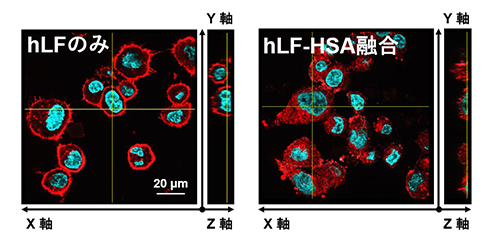 蛍光免疫染色法によるhLFおよびhLF-HSAのヒト肺腺がん細胞への取り込み