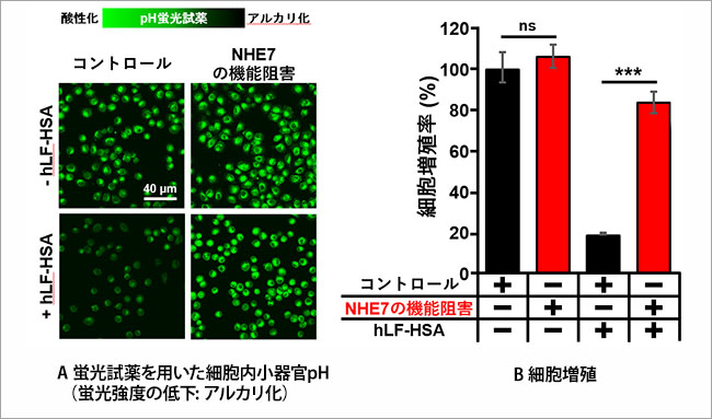 hLF-HSAによる細胞内小器官のアルカリ化及び増殖阻害に対するNHE7機能阻害の影響
