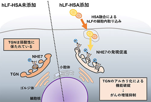 hLF-HSAの抗腫瘍メカニズム