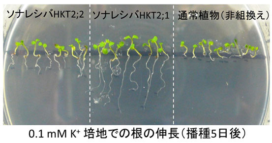 同植物の低カリウム条件での生育