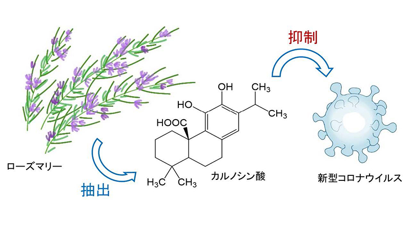[図1] ローズマリーとカルノシン酸(CA)の化学構造<br>※画像をクリックすると別ページで開きます