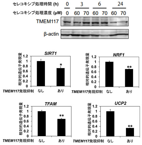 TMEM117発現抑制によるミトコンドリア生合成遺伝子の発現への影響