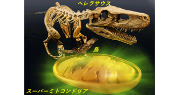 鳥型のミトコンドリアは2億3千万年前に出現したと想定 〜鳥と獣脚類の運動能力の秘密〜