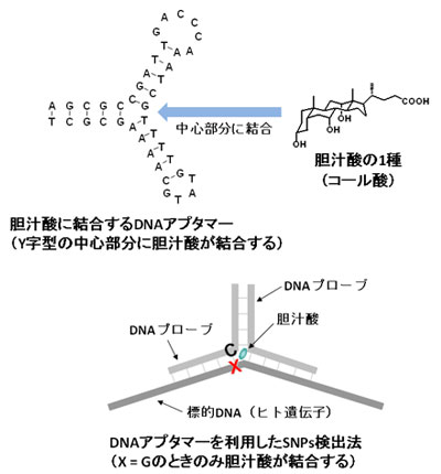 DNAアプタマーを利用したSNPs検出法