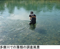 多摩川での藻類の調査風景
