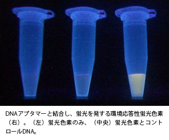 DNAアプタマーと結合し、蛍光を発する環境応答性蛍光色素（右）。（左）蛍光色素のみ、（中央）蛍光色素とコントロールDNA。