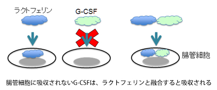 腸管細胞に吸収されないG-CSFは、ラクトフェリンと融合すると吸収される