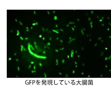 GFPを発言している大腸菌